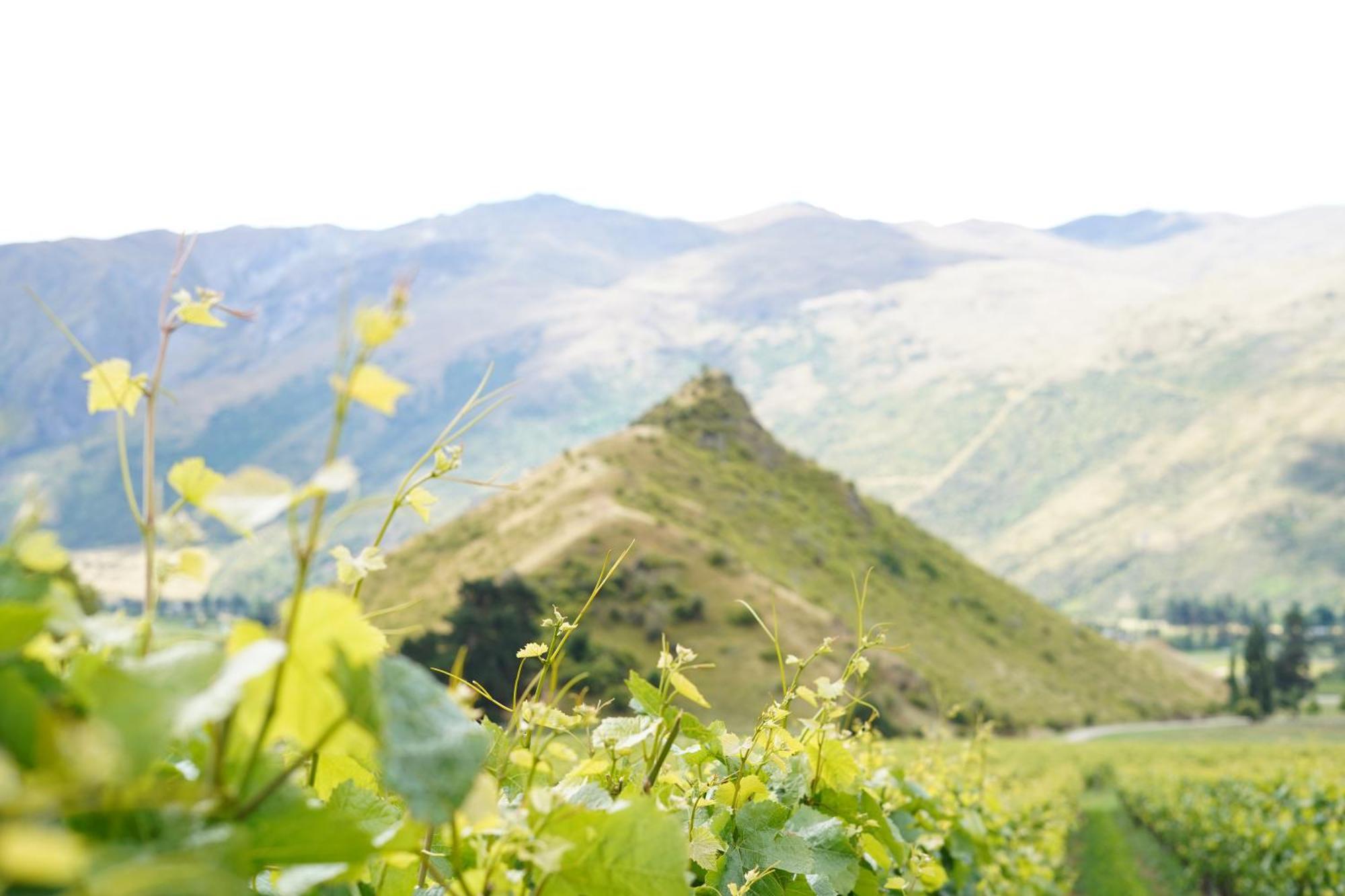 Mt Rosa Lodge Boutique Vineyard Accommodation Ванака Экстерьер фото